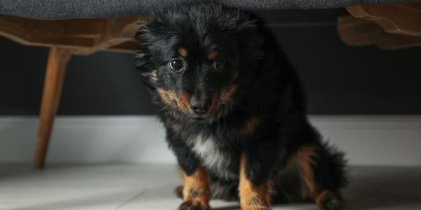 dog hiding under couch scared of noises 