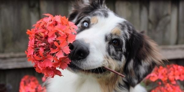 dog holding an orange flowering  plant in his mouth