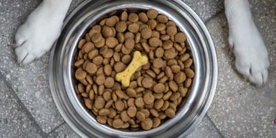dog kibble
