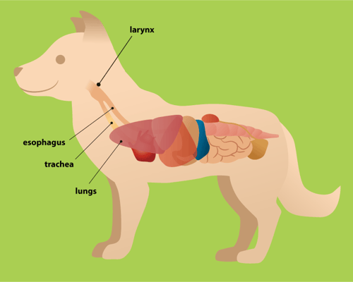 dog anatomy showing the larynx