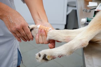 dog leg bandaged after dewclaw removal 