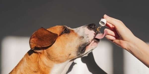 dog licking at dropper of fish oil