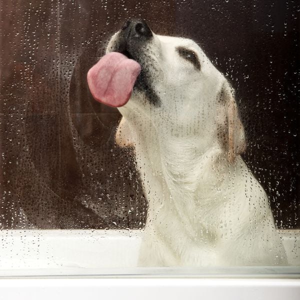 dog licking shower glass