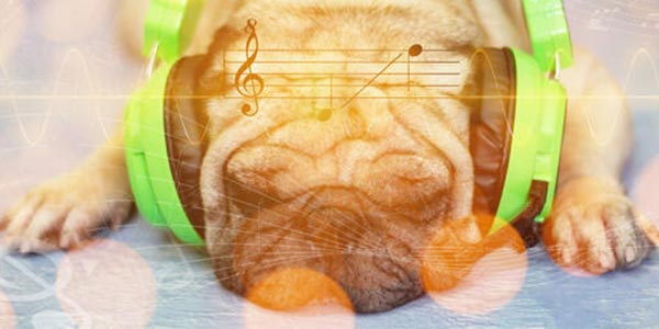 dog listening to calming music