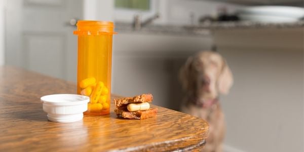 dog looking at pill wrapped in bread on the counter-shutter