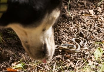 dog looking at snake on the ground