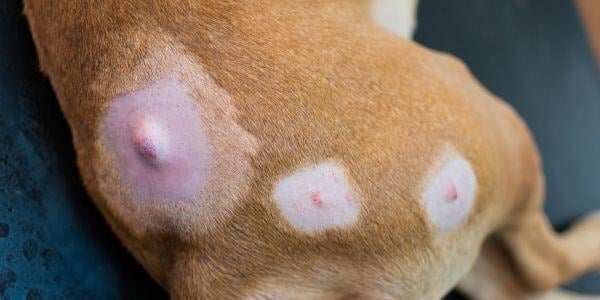 Mast Cell Tumors in Dogs and Cats | Preventive Vet