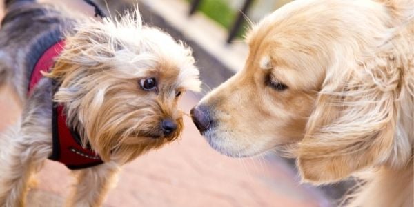 dog meeting another dog