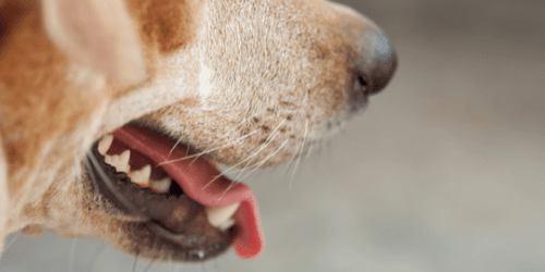 dog mouth bad breath