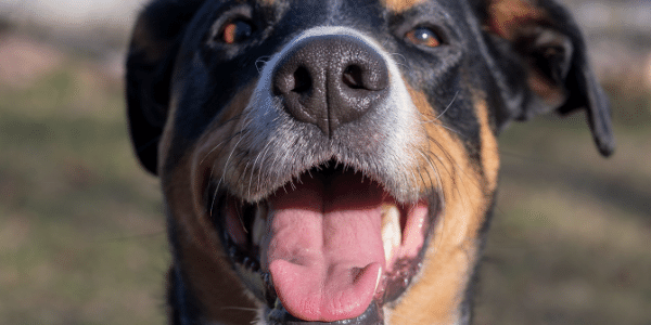 dog smiling and showing off his nose