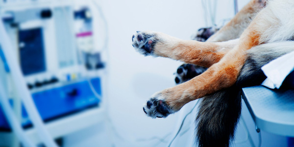 dog on surgery table