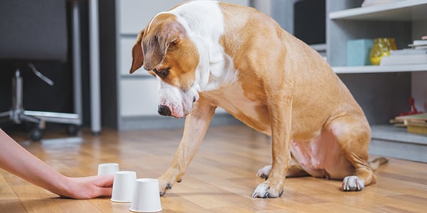 dog playing treat taste test