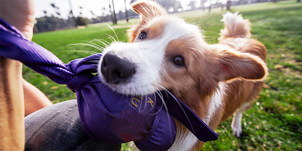 dog playing tug with kong wubba