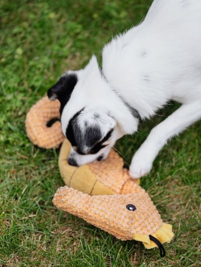 dog playing with a stuffed seahorse toy-pexel