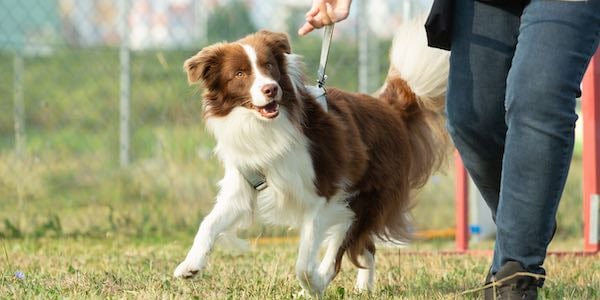 dog practicing 123 pattern game for leash walking