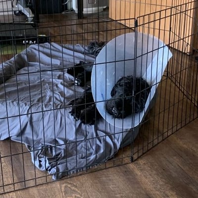 dog recovering after neuter surgery in a pen