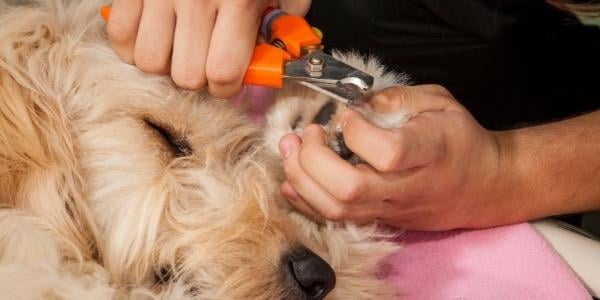 dog resting comfortable with eyes closed while someone trims their nails