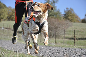 dog running with owner canicross