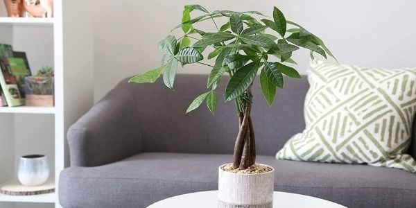 dog safe indoor plants