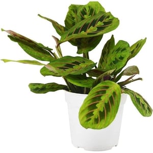dog safe maranta prayer plant