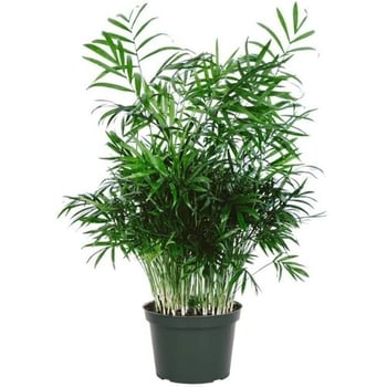 dog safe plant Chamaedorea Elegans