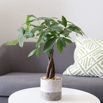dog safe plant Money Tree Pachira