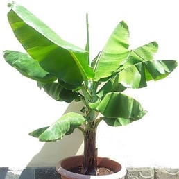 dog safe plant Musa Acuminata