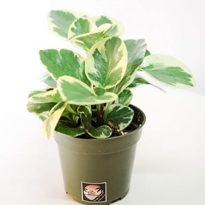 cat safe plant Peperomia Obtusifolia Variegata