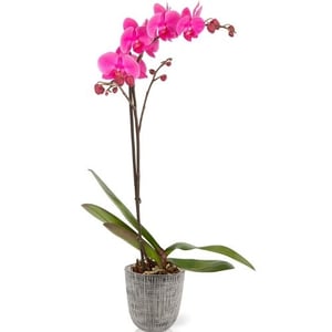 dog safe plant orchids