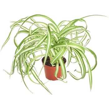 dog safe spider plant