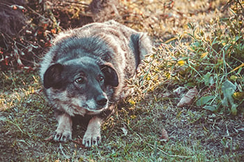 shepherd mix dog scared to approach