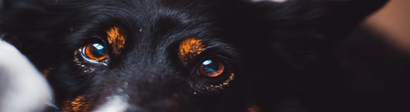 dog separation anxiety prevention