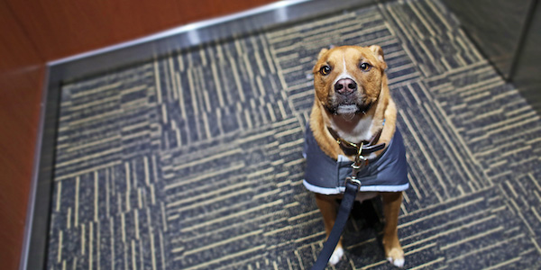 dog sitting and looking at owner while riding in elevator