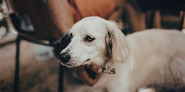dog sitting being pet by owner