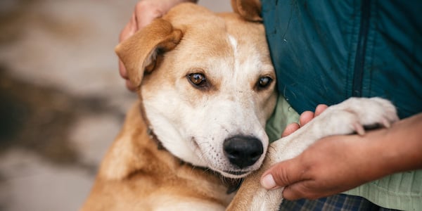 dog sitting next to owner with paw in hand