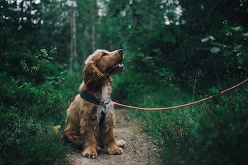 dog sitting politely while on a leash out hiking