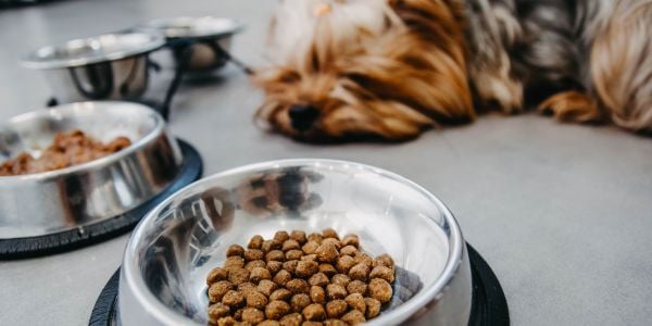 dog sleeping near food bowl