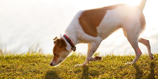 dog sniffing grass in search of poop