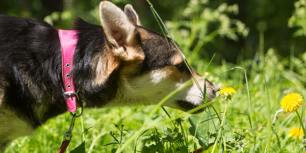 dog sniffing grass while on a walk