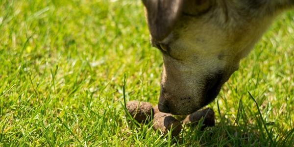 dog sniffing poop in grass 600 canva