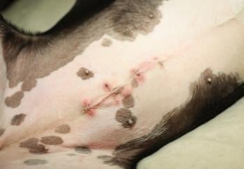 dog spay incision