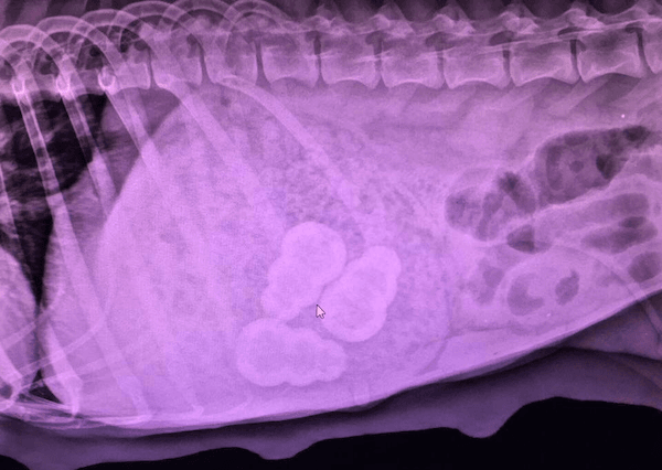 dog stomach xray of toy obstruction