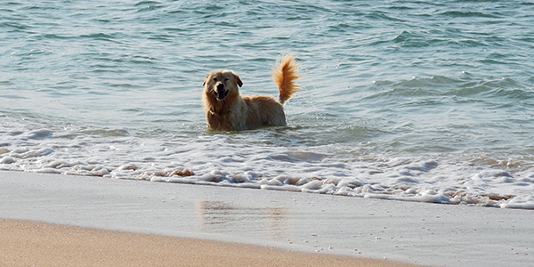 dog swimming in the lake