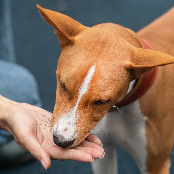 dog taking a wrapped pill from owners hand