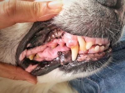 dog teeth with buildup