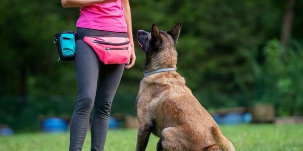 dog trainer with two treat pouches trains a belgian malinois