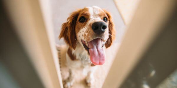 dog trying to get to the cat litter box-canva