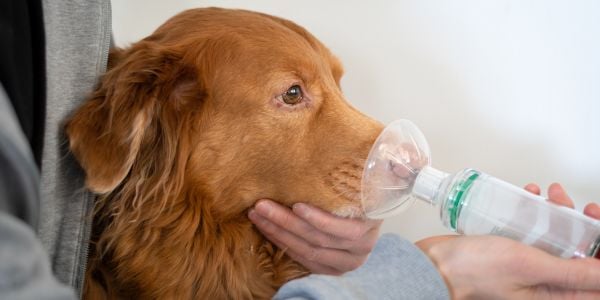dog using a bronchodilator for coughing