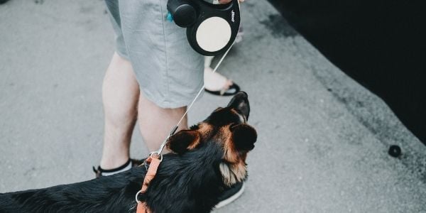 dog walking on retractable leash