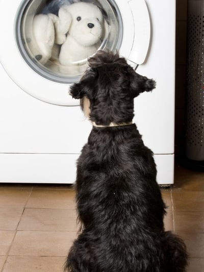 dog watching stuffed toys washing in the machine